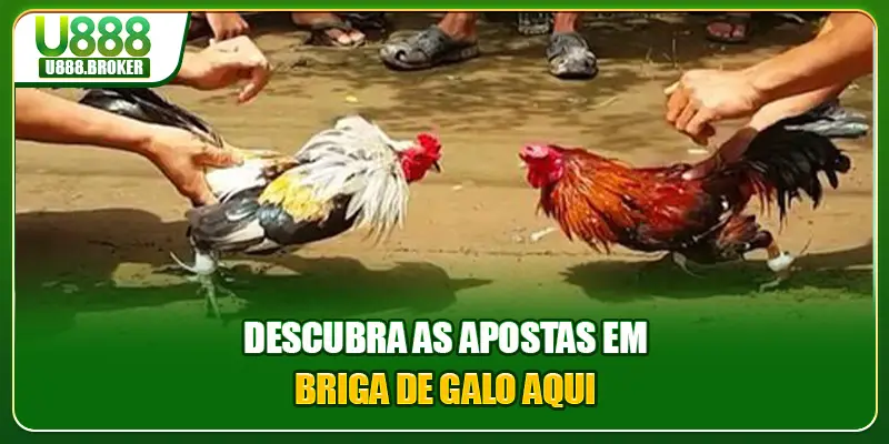 Descubra as apostas em briga de galo aqui
