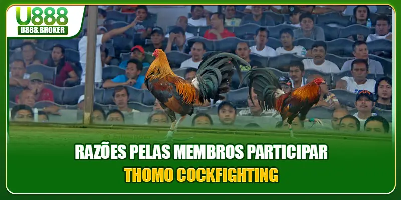 Razões pelas membros participar Thomo cockfighting