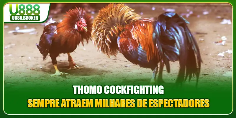 Thomo Cockfighting Sempre Atraem Milhares De Espectadores