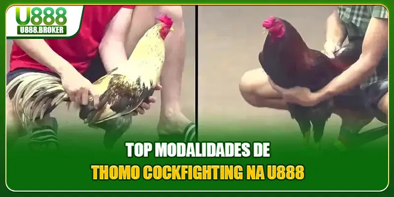 Top modalidades de Thomo cockfighting na U888